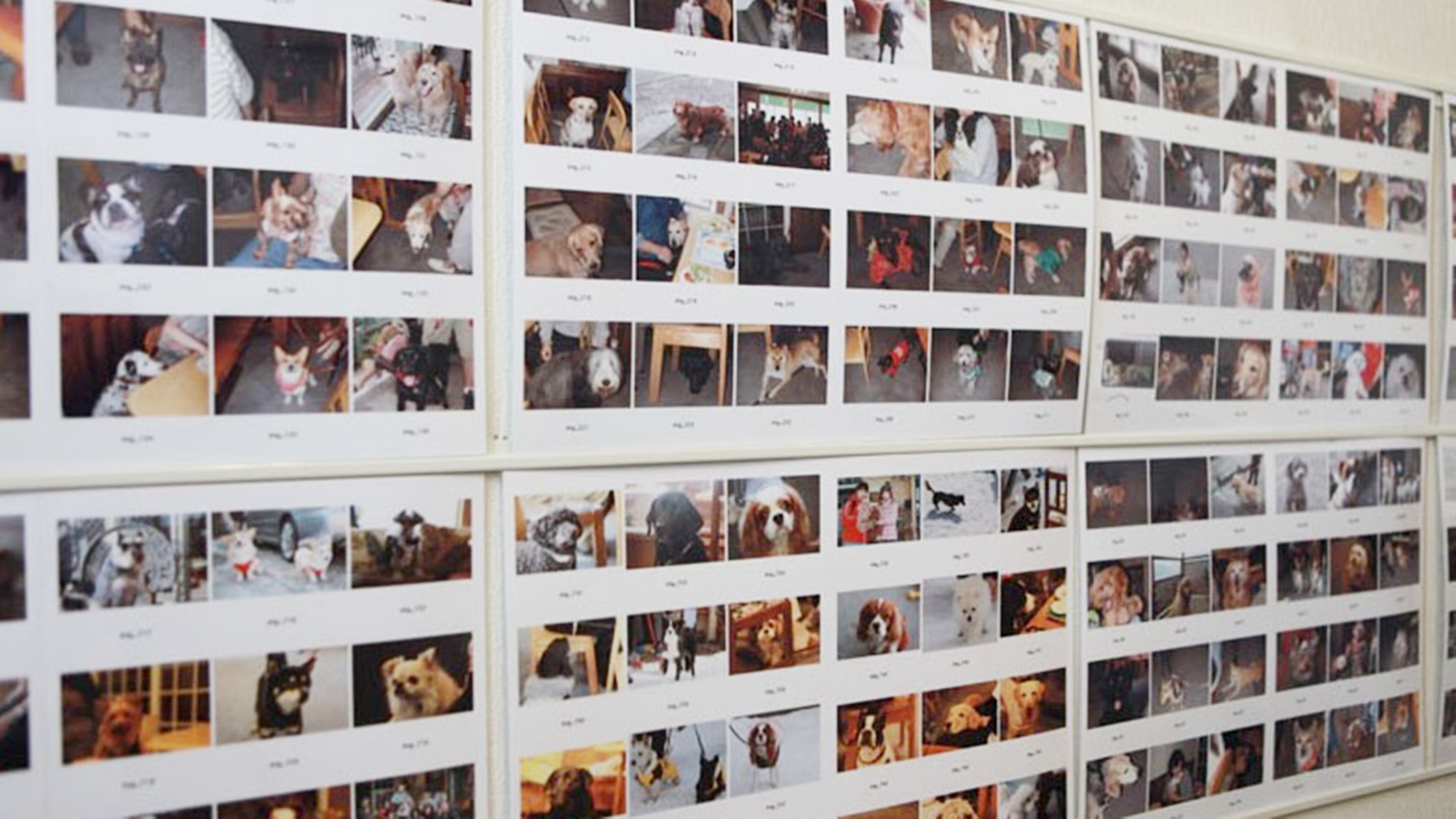 *ペットギャラリー／たくさんのペットのお友達