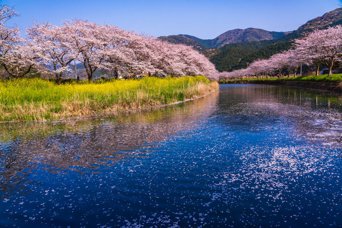 松崎の桜