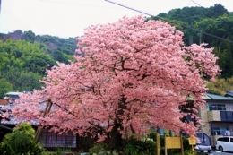 河津さくらの原木