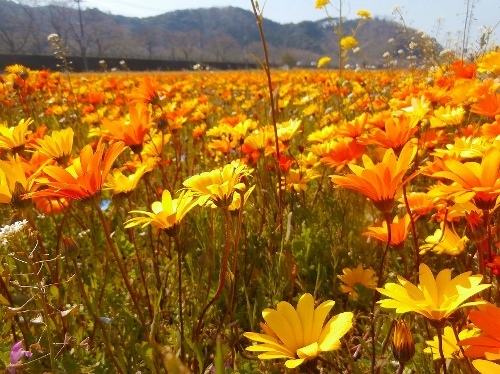 田んぼの花畑