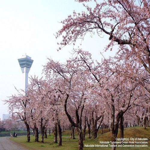 お花見スポット【五稜郭公園】当館より市電で約15分♪
