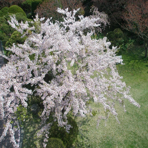 自慢の歴史ある庭園【4月〜桜】