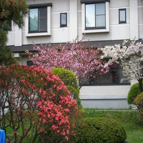 自慢の歴史ある庭園【5月ツツジと桜】