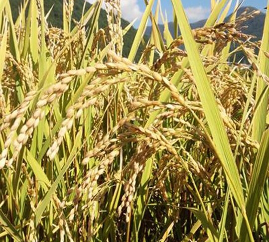 自家製米／安心の100％自家栽培米です！毎年、丹精を込めて育てております。