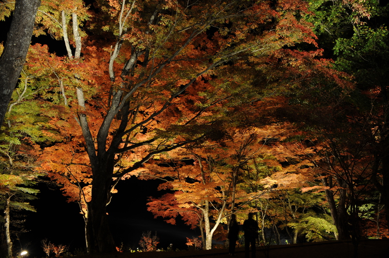 山中湖紅葉まつり