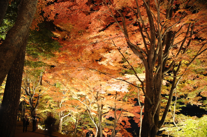 山中湖紅葉まつり