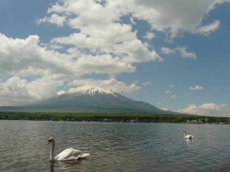 白鳥と富士山