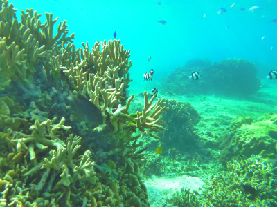 シュノーケリングツアー