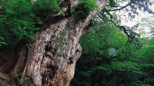 *【縄文杉】推定樹齢7200年の屋久島のシンボルc