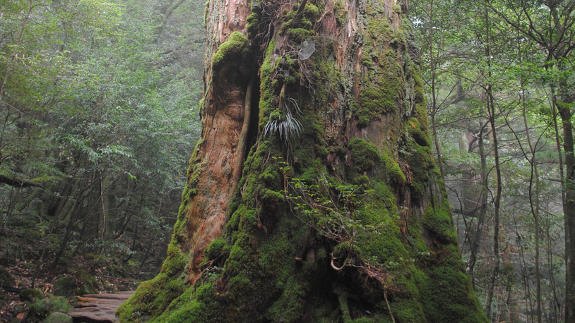 *【白谷雲水峡】何百種類の苔に覆われた神秘の森