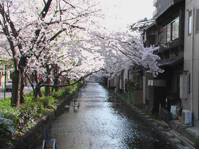 京の桜