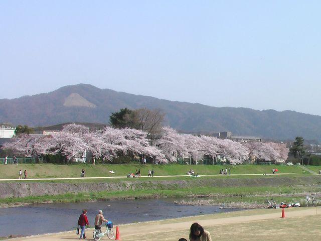 京の桜