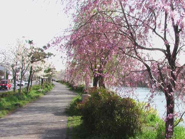 京の桜