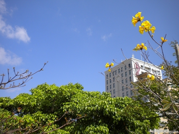 冬の沖縄は少し日差しも柔らかです