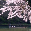 【観光】【名勝・日本百景猊鼻渓（春）】（徒歩約7分）桜の時期も藤の時期も素晴らしい