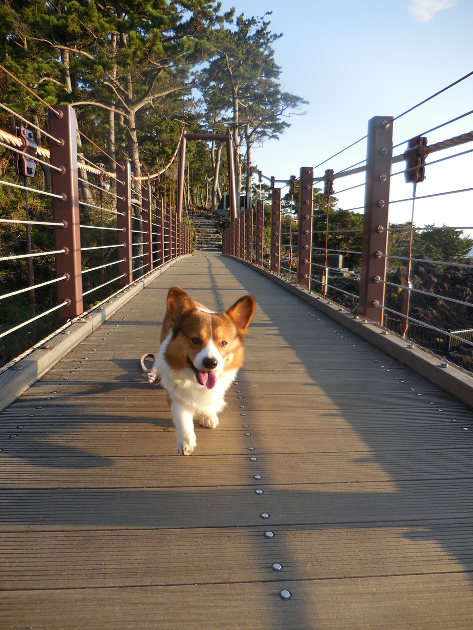 吊り橋まで朝のお散歩
