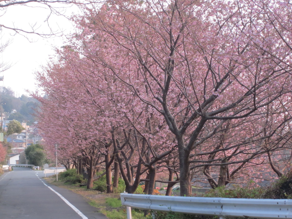 ３月に入ると富戸港沿いに城ケ崎桜見られます