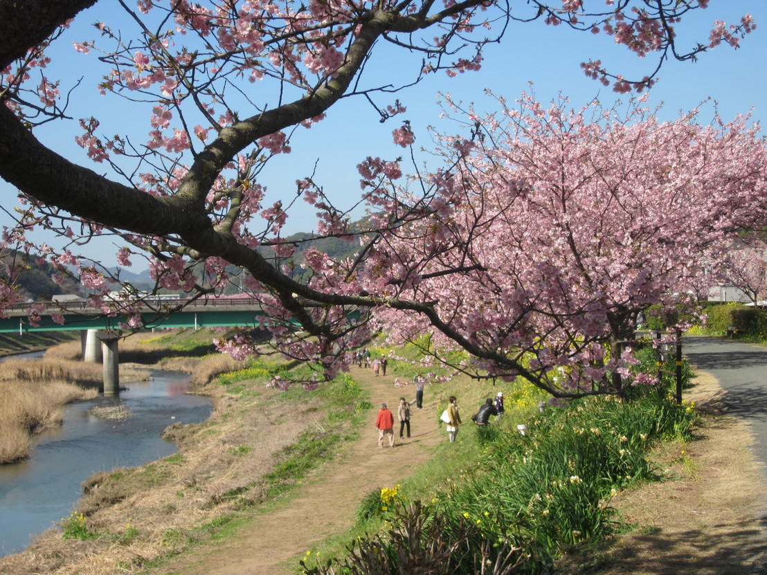 青野川の河津桜