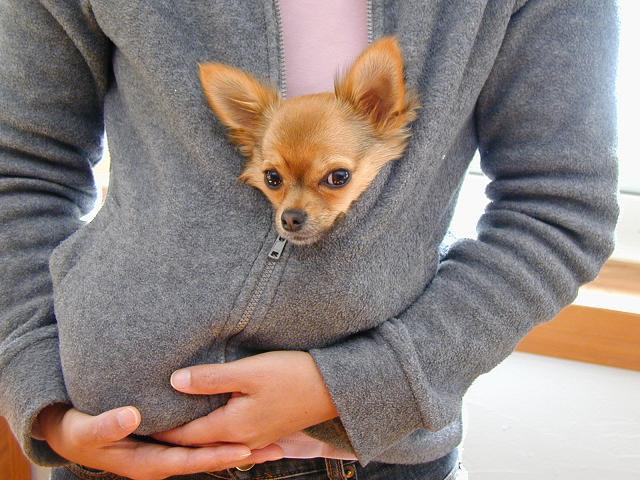 トムテカンガルー