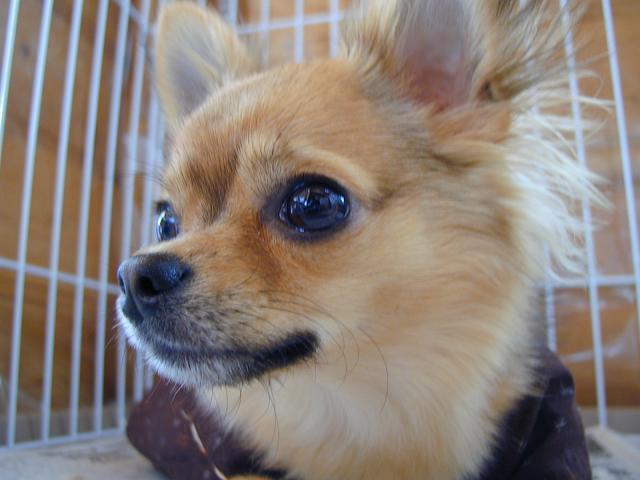 トムテ君アップ