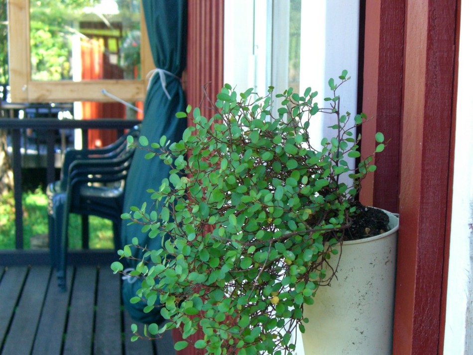 コテージ玄関脇に飾られたアイビーが素敵。