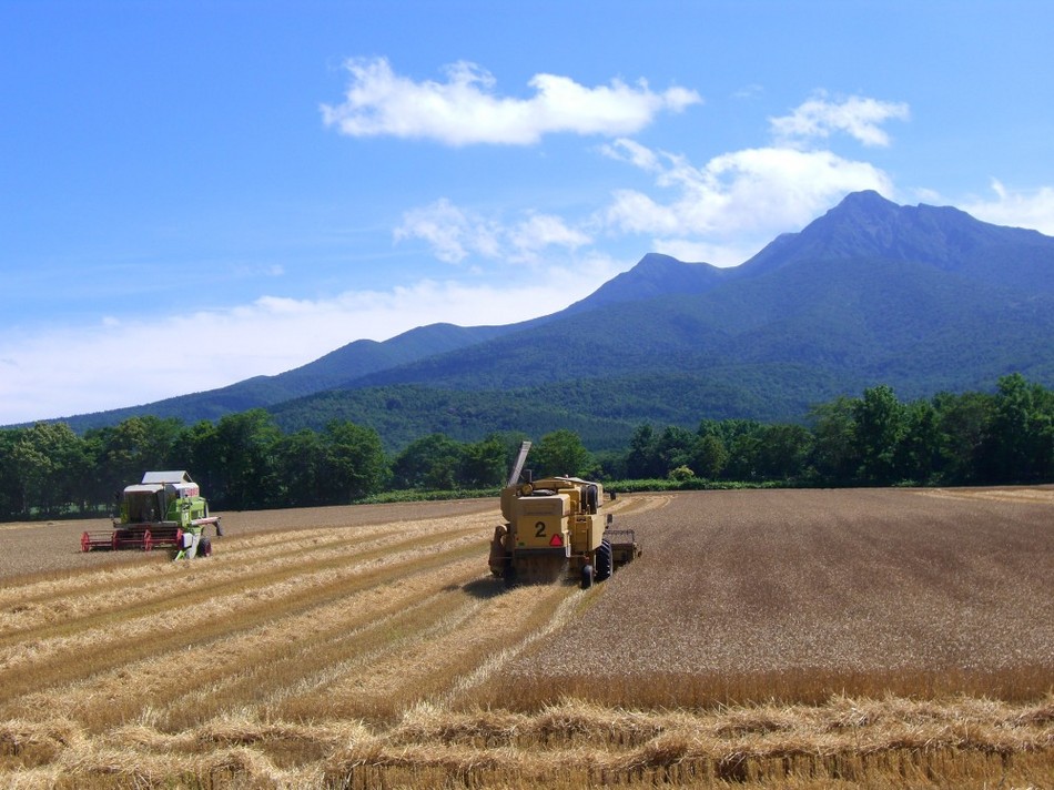 ホテル横の広大な農地での８月のの麦刈り風景