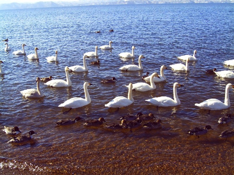 Business Minshuku Oguraso Image 5, Inawashiro, Japan
