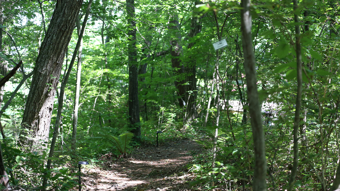 国有林の緑に囲まれたお散歩コース