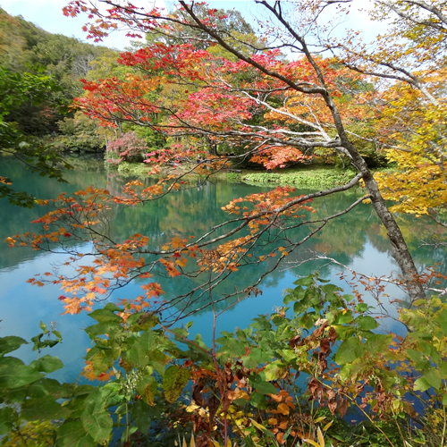 *紅葉の時期は赤と緑のコントラストが美しいドッコ沼。例年10月中旬〜下旬が見頃です。