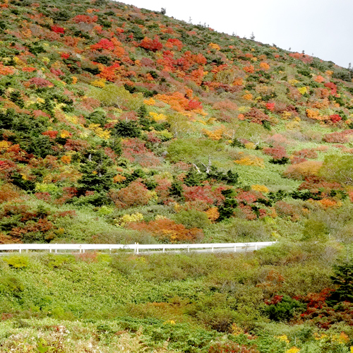 *紅葉の時期はカラフルな木々がお出迎え。お釜へ観光の途中に素敵な景観も見れるからお得！
