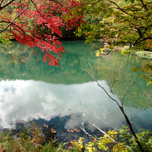 *沼底の湧水により、枯れることのないドッコ沼。沼のエメラルドグリーンに紅葉がよく映えます。