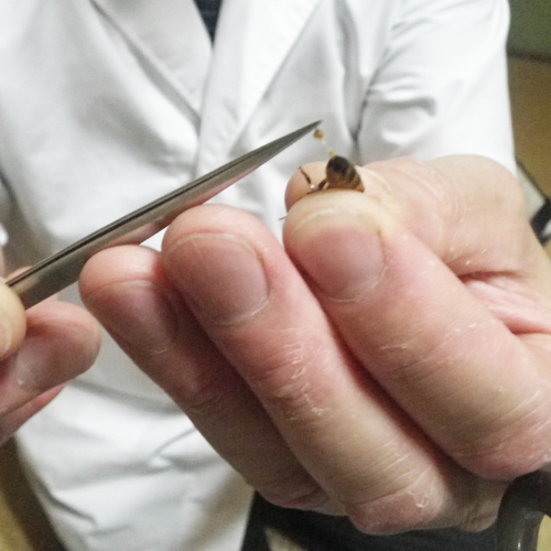 *【蜂針療法①】ミツバチの針を使って、治療します。
