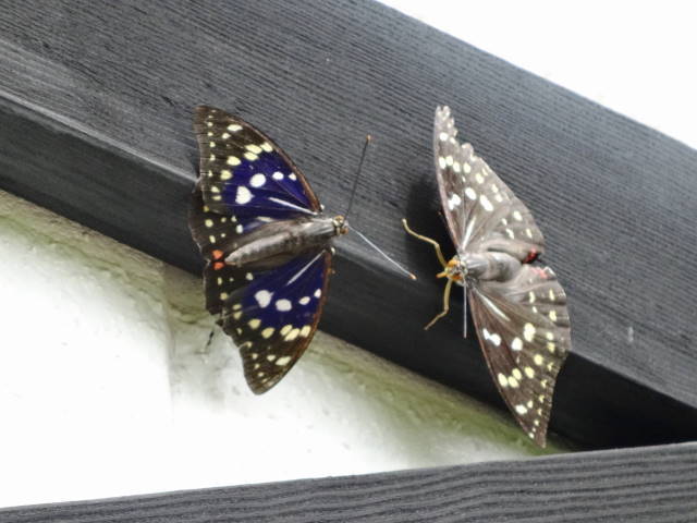 オオムラサキのデート