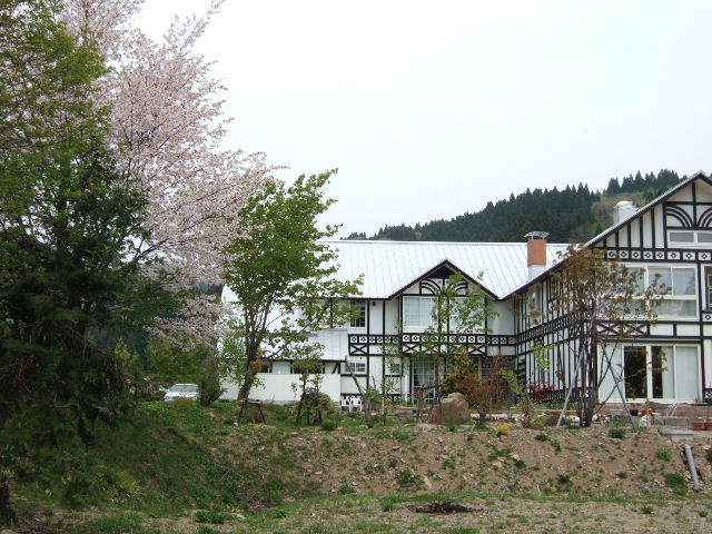 山桜が満開の春の裏庭