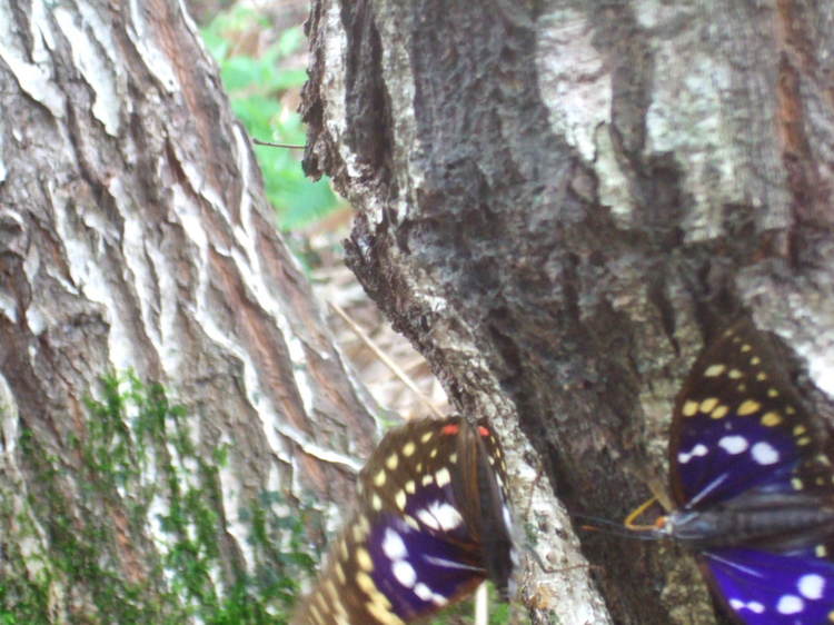 バーベキュー広場の裏の林へ国蝶オオムラサキが訪問