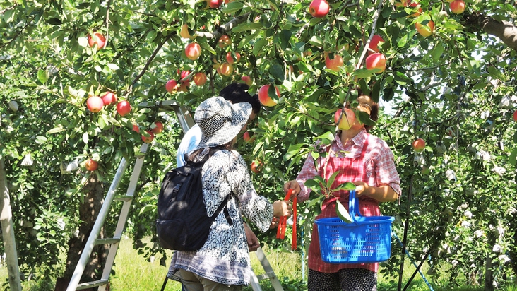 *【周辺観光】リンゴ収穫体験