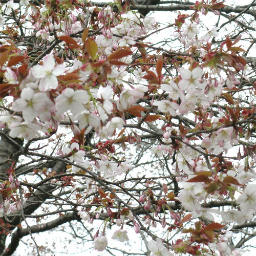 *はかなさが美しい、山桜。