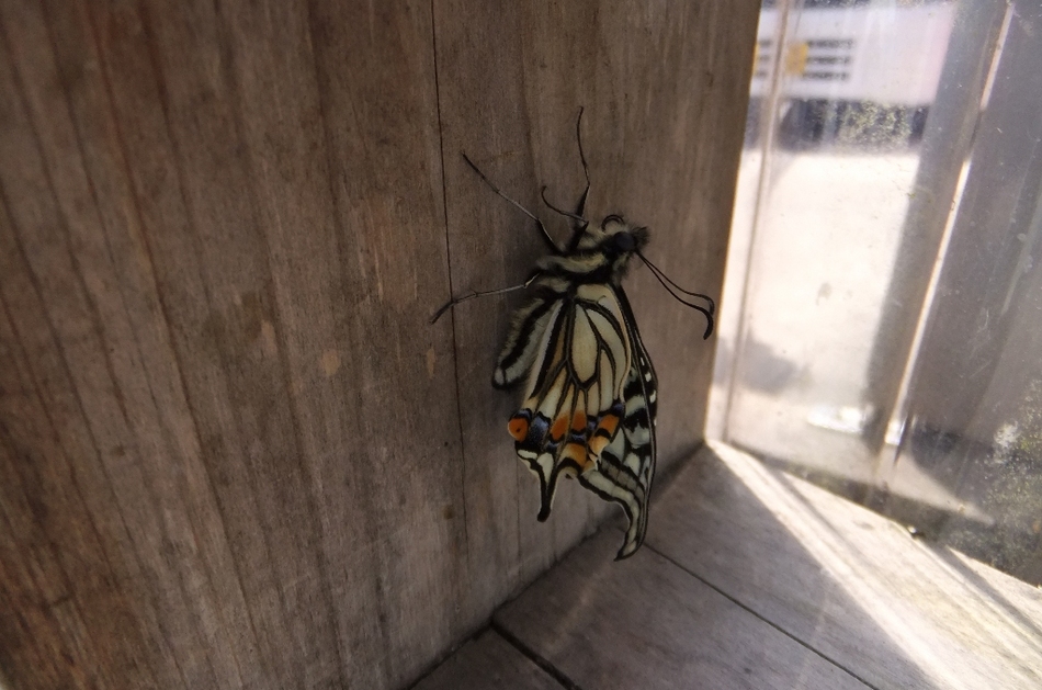 こんなキレイなアゲハ蝶も見れます。