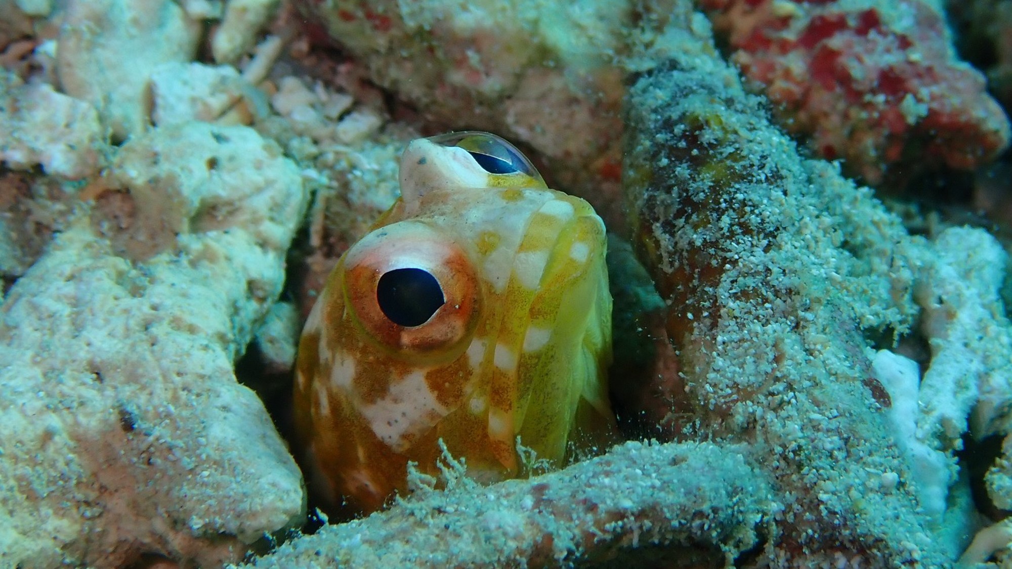 *西表の海へようこそ！