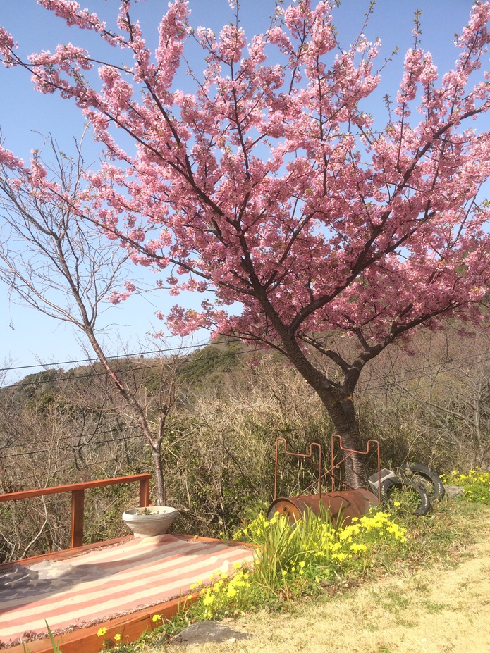 庭の河津桜♪