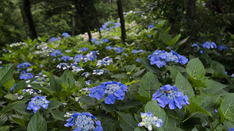 あじさい園知多半島が一望できるほか、6月初旬〜中旬頃にになると１万株のあじさいが咲き乱れます。