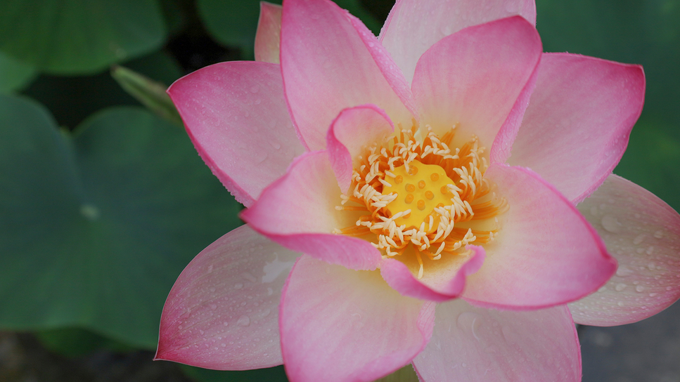 【蓮の花】真砂館では6月頃から8月上旬頃まで蓮の花が咲きます。