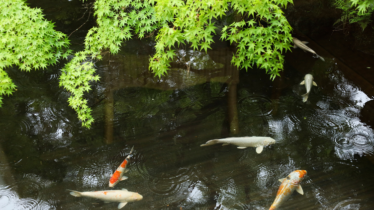 【中庭】中庭の池には鯉がたくさん泳いでいます。