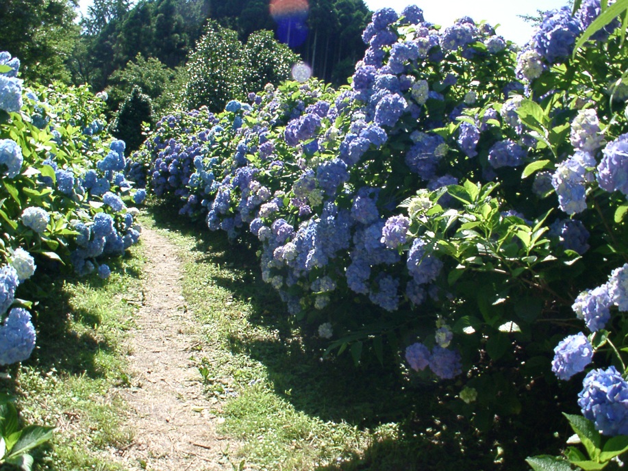 南沢あじさい山