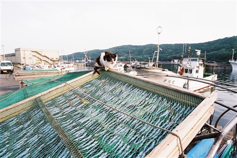 細島商業港(しょうぎょうこう)