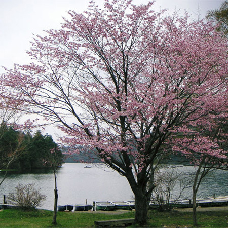 湯本温泉湯ノ湖畔の米桜