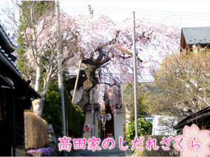 高田家しだれ桜