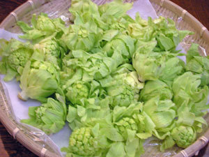 かごふきのとう