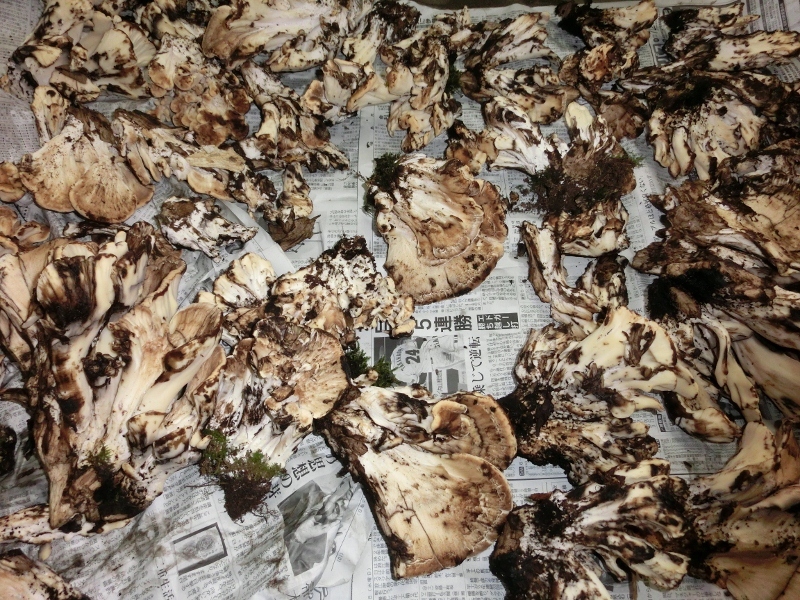 とんびまいたけ