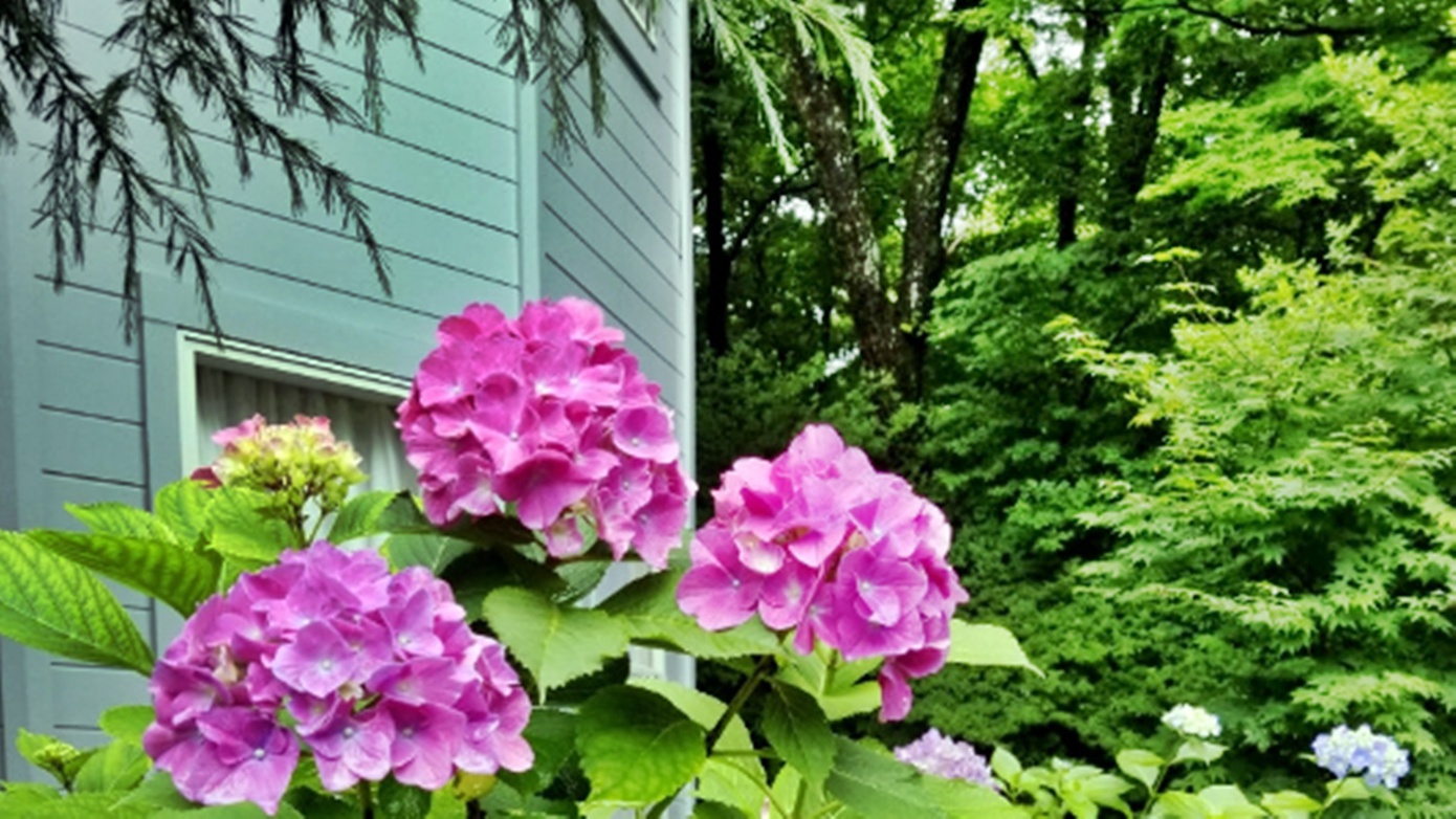 *【初夏の外観】雨に濡れてしっとりと色づくアジサイ。四季折々の花々も皆さまをお待ちしております。